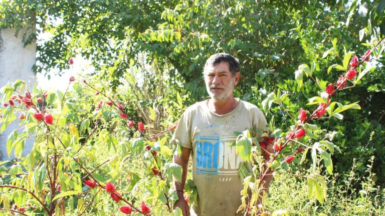 Lo que se cultiva en los patios es alrededor de 9 kilogramos.