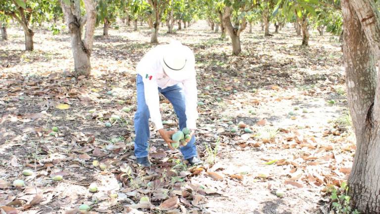 Productores de mango de Escuinapa dicen que las lluvias harán que se ‘amarre’ el producto