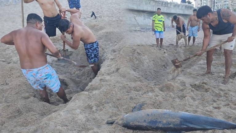 Autoridades confirmaron que el delfín no tenía vida y fue sepultado en la playa.