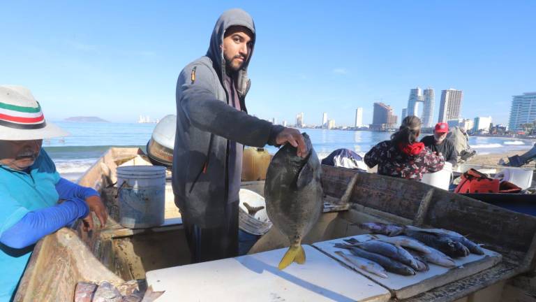 En la Playa Norte, en Mazatlán, pescadores reportan buenas capturas de pescados.