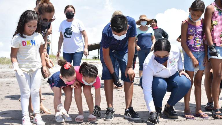 Invitan a familias a visitar el Santuario de la Tortuga Marina de playa Ceuta en Elota.