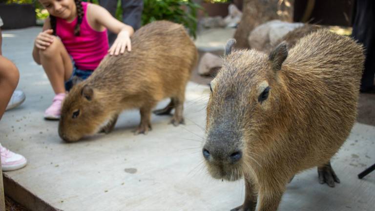 Los capibaras son de las principales atracciones del Gran Acuario Mazatlán.