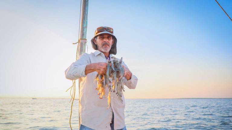 De acuerdo con el informe, con corte al 27 de enero de 2026, en Sinaloa se habían registrado 7 mil 861 toneladas de camarón.