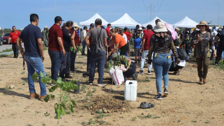 Jornada de arborización en diferentes puntos de Mazatlán.