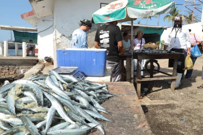 Reportan poca pesca del ‘pajarito’, pero mucha expectativa de compradores