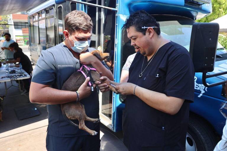 Cinco personas han muerto en Sinaloa por rickettsia: Salud