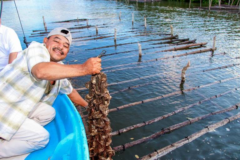 Inicia veda en callo de hacha, liseta, ostiones y otros peces en 15 estados de México