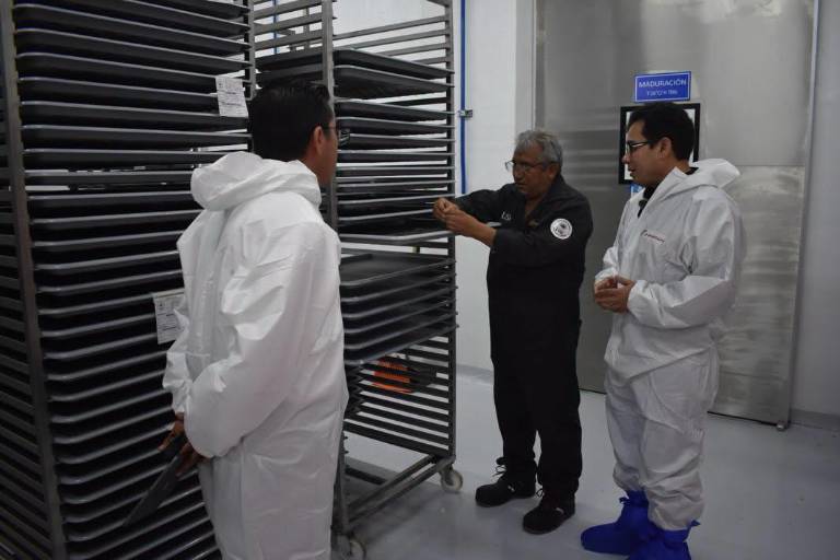 El primer lote de moscas estériles producidas a México para el combate del gusano barrenador ya está listo y se enviará a Tamaulipas.