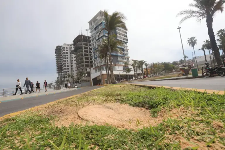 Tala de palmeras en Mazatlán es un delito ambiental: Cemaz