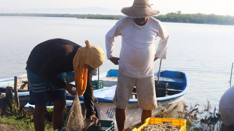 En el inicio de las capturas de camarón en Los Pozos y Teodoro Beltrán, al sur de Mazatlán, reportan poco producto.