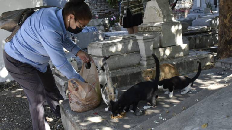 La señora Zaida visita casi a diario a los gatos que viven en el panteón Civil de Culiacán.
