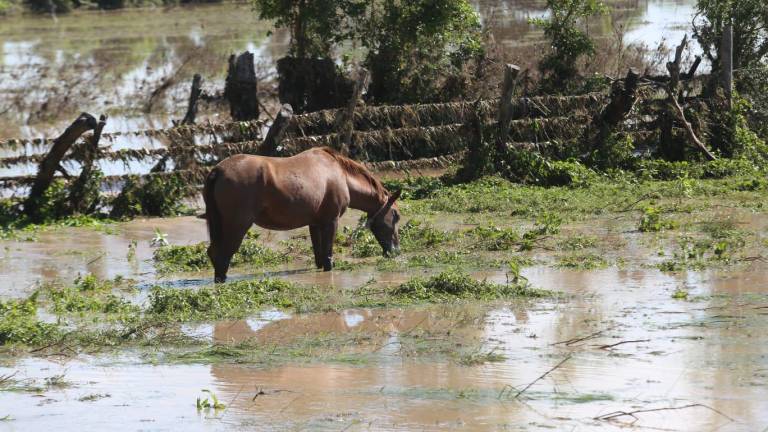 Se pierden cientos de hectáreas sembradas entre El Walamo y Barrón por el paso del Huracán Pamela