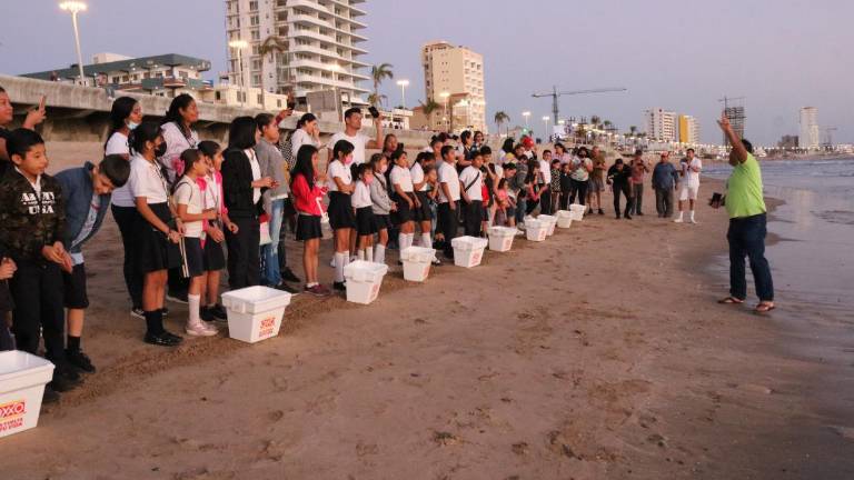 Estudiantes de Mazatlán participan en la liberación de crías de tortugas golfinas.