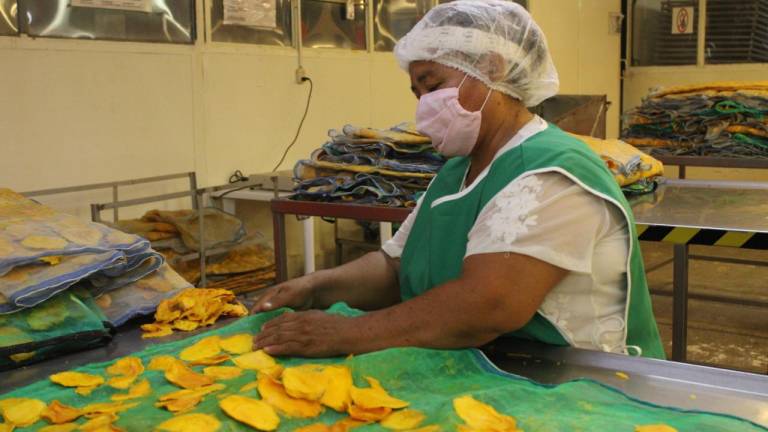 Desde Escuinapa, inicia el envío de mango deshidratado a Estados Unidos
