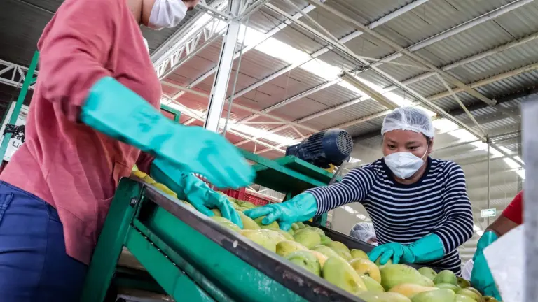 Durante 2025, el valor de las exportaciones de mango mexicano hacia Estados Unidos fue de 559 millones 158 mil 876 dólares.