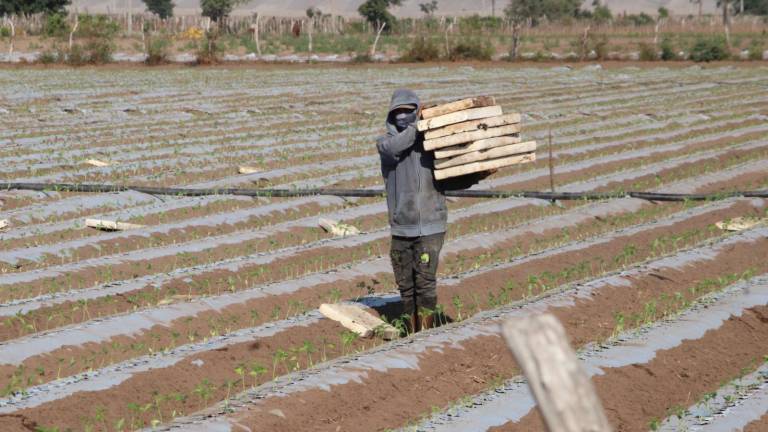 Pese a la buena cosecha, los precios no han alcanzado lo esperado por los productores.