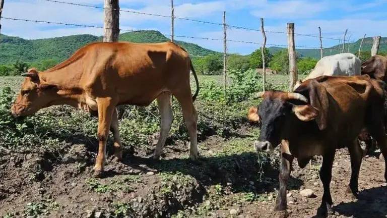 Piden a productores pecuarios y dueños de mascotas inspeccionar constantemente a sus animales.