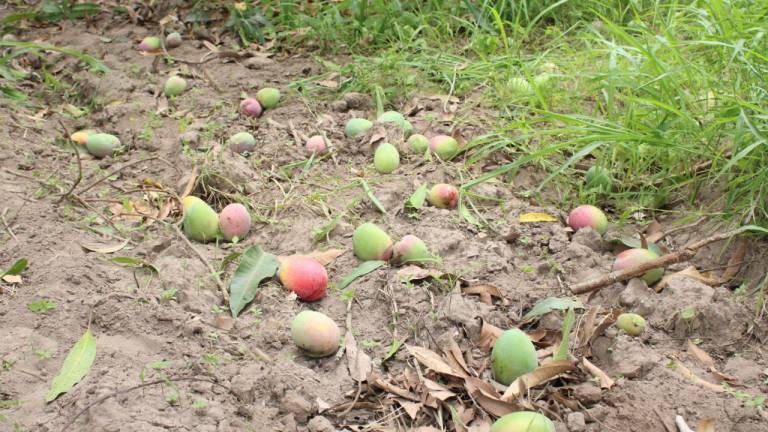El precio del mango en la zona sur de Sinaloa está por los suelos. Buscan que mejore.