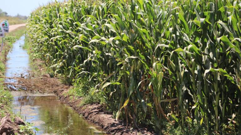 Lluvias de ‘Nora’ beneficiaron cultivos de caña, sorgo, cacahuate, ajonjolí y maíz, afirma Secretario de Agricultura