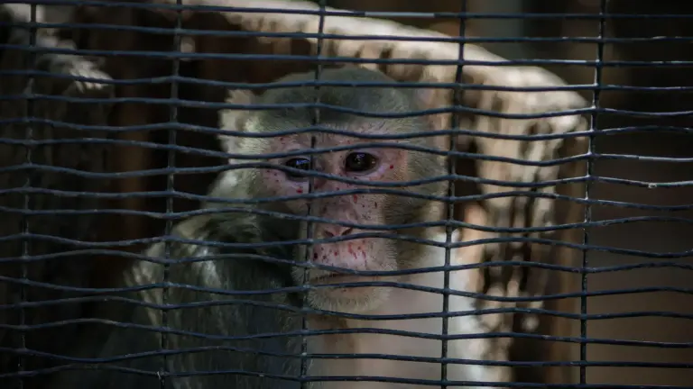 El Zoológico de Culiacán enfrenta investigaciones tras detectar malas condiciones y manejo irregular de los animales que habitan en el lugar.