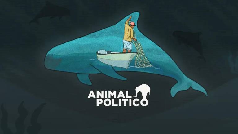 Gobierno de AMLO abandonó desde 2021 proyecto esencial para conservación de la vaquita marina
