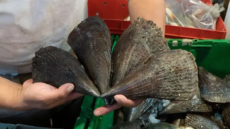 El callo de hacha entró en la veda de julio.