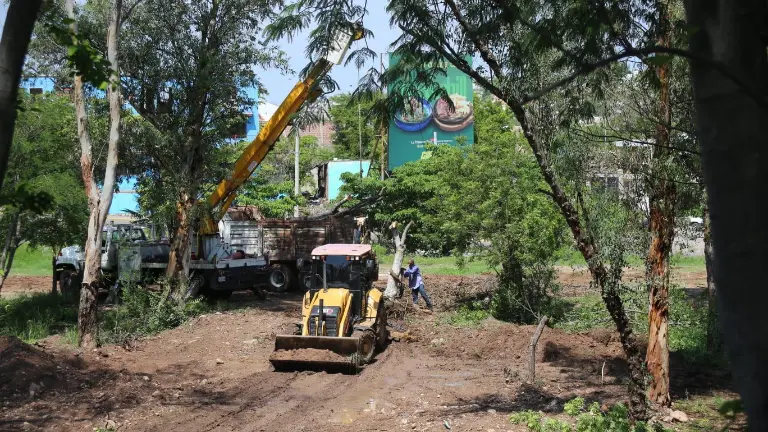 Denuncian ‘ecocidio’ por retiro de árboles en el Parque Culiacán 87; Ayuntamiento defiende trasplante para obra inclusiva