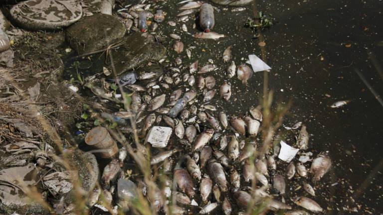 Los peces aparecieron muertos, flotando en el canal Recursos Hidráulicos.