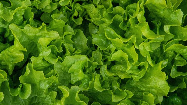 Cofepris realizó inspecciones y análisis en una planta de Taylor Farms en Guanajuato, que vende lechuga iceberg rallada a restaurantes de EU.