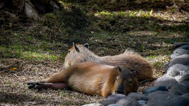 Los capibaras se encuentran en una etapa de exhibición, habitando un área acondicionada con césped, resguardos y una pileta amplia.