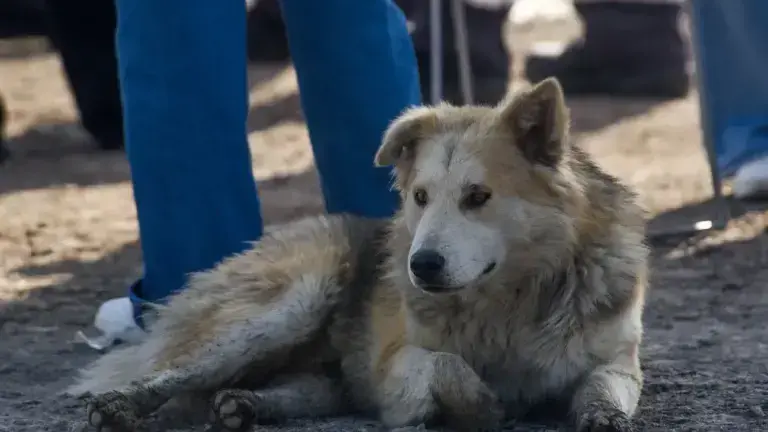 Proponen ley anti Pedro Sola: 15 años de prisión por crueldad animal en CDMX.