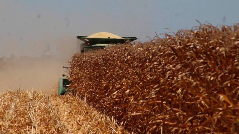 Reporte de inventarios en EE.UU. baja el precio de los granos