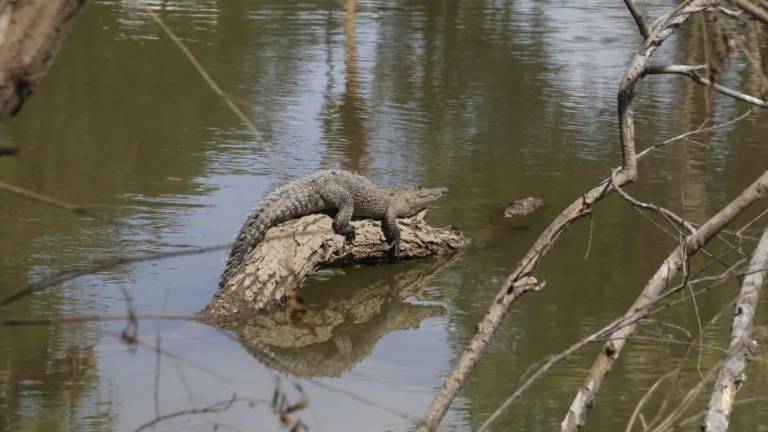 En los avistamientos de 2025 se han detectado ejemplares más grandes que en 2024, indicó Protección Civil.