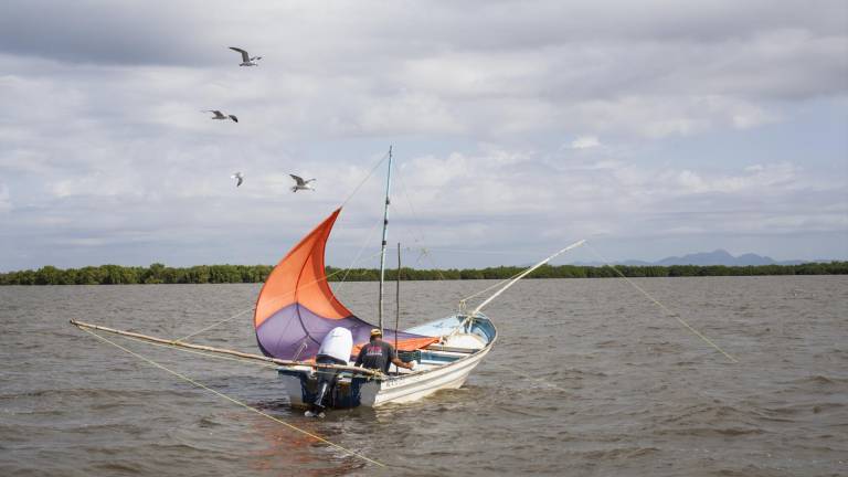 Daños en humedales provocan efectos negativos en la pesca y economía de la bahía de Santa María, señala Sucede