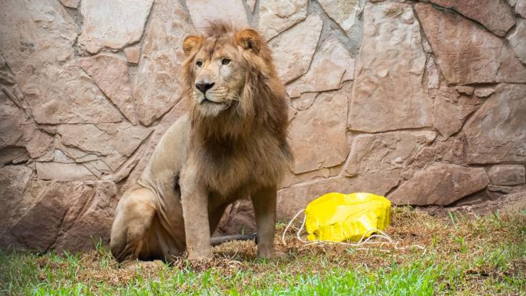‘Tiki’ tiene cuatro años de edad y pesa aproximadamente 150 kilogramos.