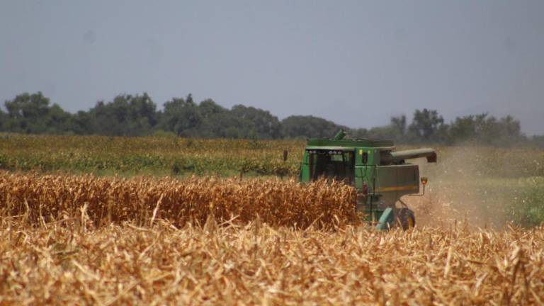 Tras retroceder el lunes, precio del maíz tiene jornada de recuperación