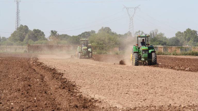 En el Distrito 063 de Guasave prevén sembrar 92 mil hectáreas en este ciclo agrícola