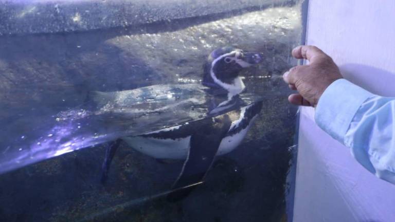 Los visitantes podrán seguir disfrutando del Pingüinario en Mazatlán.