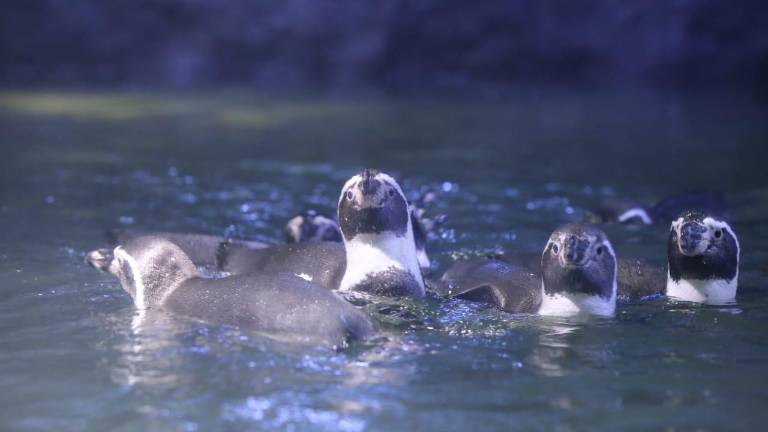 La especie en exhibición es el Pingüino de Humboldt, originaria de Sudamérica.