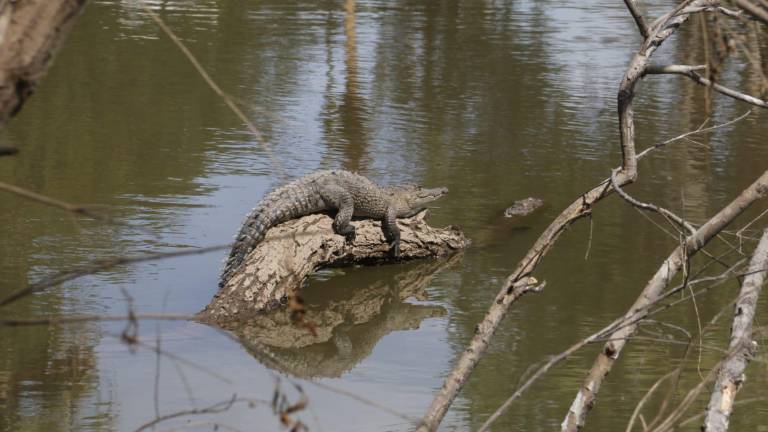 Localizan cinco cocodrilos en Parque Las Riberas en Culiacán