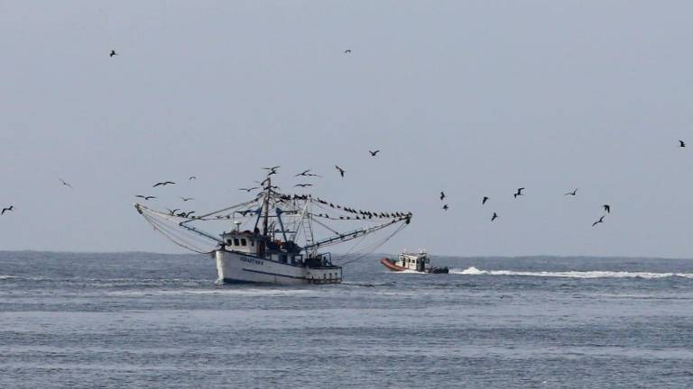 Ante la amenaza de huracanes, el sector pesquero de Mazatlán urge contar con espacios de refugio para evitar daños en las embarcaciones.