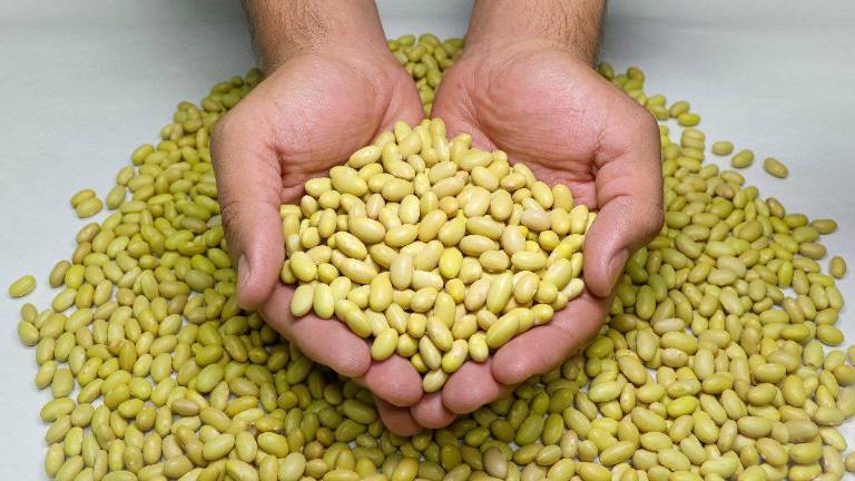 Políticas públicas puestas en marcha por el gobierno federal podrían impactar negativamente a la actividad agrícola.