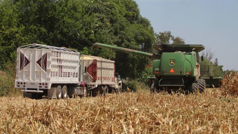 Nada frena al maíz: precio alcanza los $6,585 por tonelada