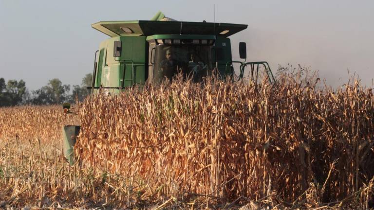 Precio de maíz vuelve a batir récord en la Bolsa de Chicago