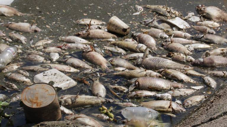 Bajos niveles de oxígeno causaron muerte de peces en el canal de Recursos Hidráulicos en Culiacán: Conagua