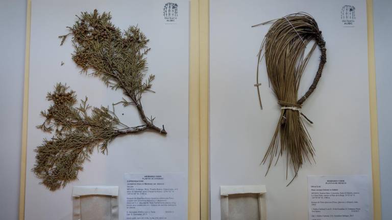 Cada ejemplar expuesto en el herbario tiene un valor incalculable.