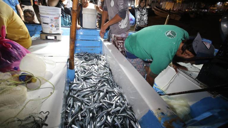 Llega el ‘pajarito’ a Mazatlán; pescadores sacan buen botín en su segundo día en altamar