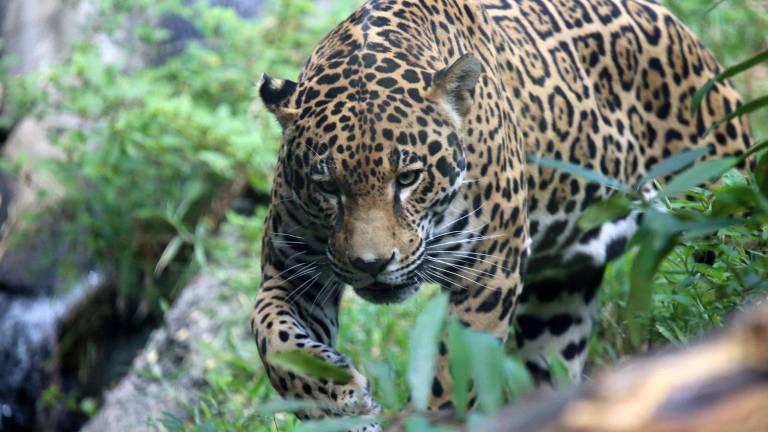 Desde el año 2014 se investiga el tráfico ilegal de partes de jaguar en Bolivia.
