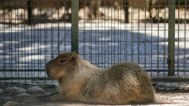 El Zoológico de Culiacán recibirá este fin de semana dos capibaras más.