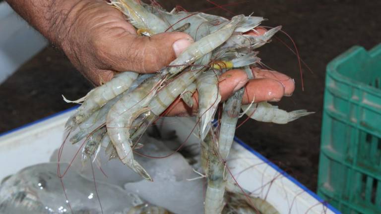 Reportan pescadores de Escuinapa que ‘el camarón se acabó’